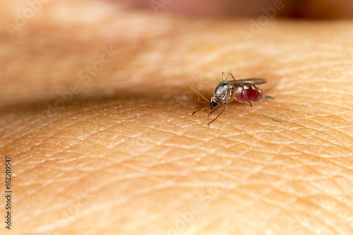 Mosquito drink blood photo