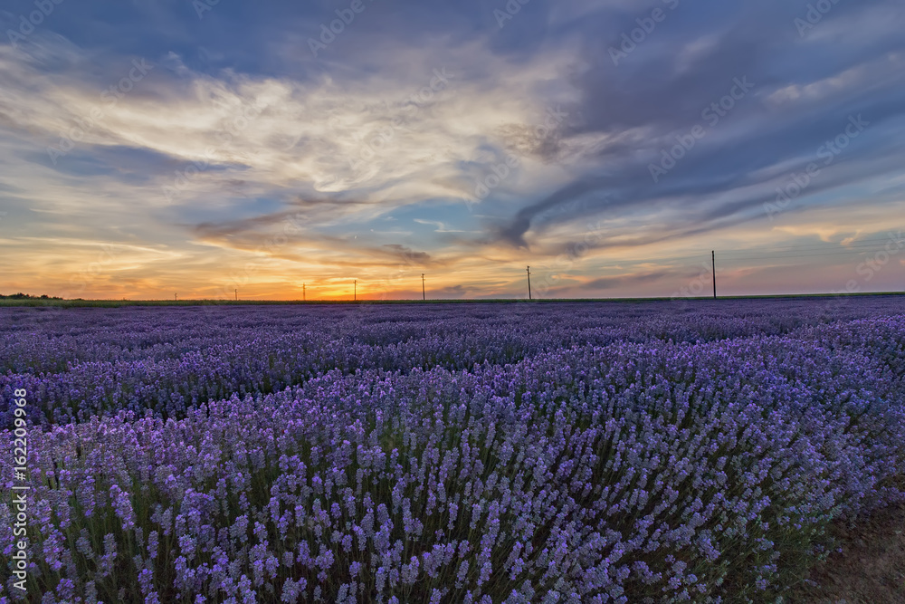 Obraz premium Beautiful landscape of lavender fields at sunset with dramatic sky