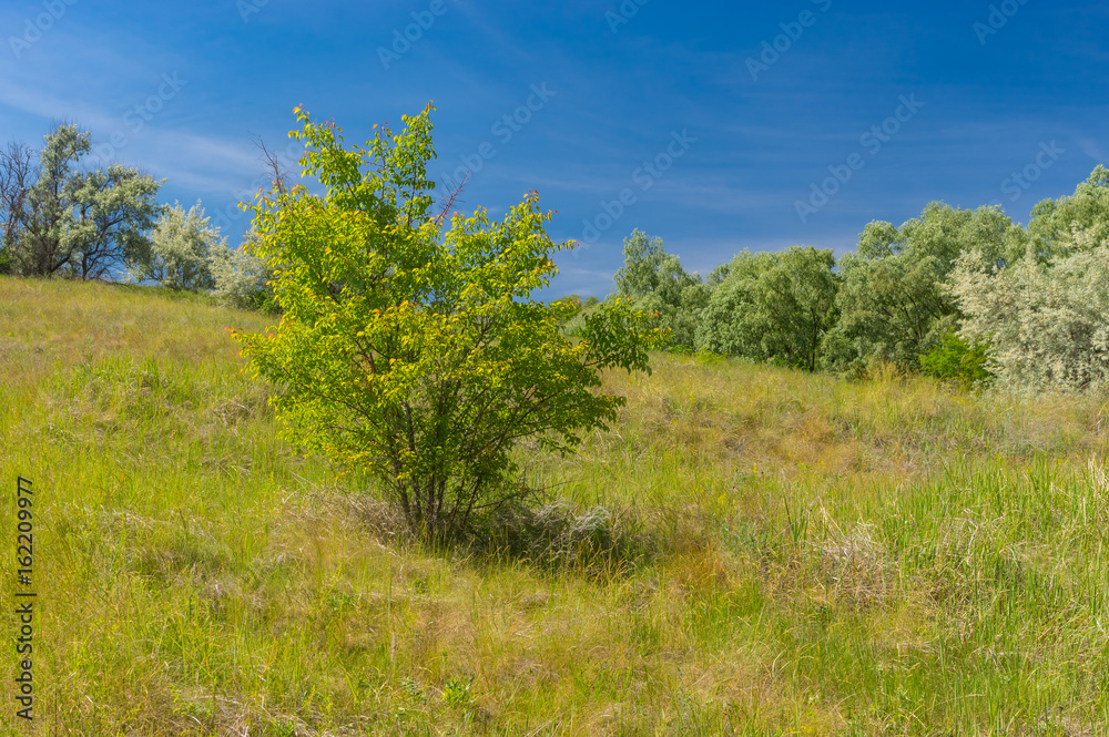 Early summer landscape with wild apricot shrub on a hill