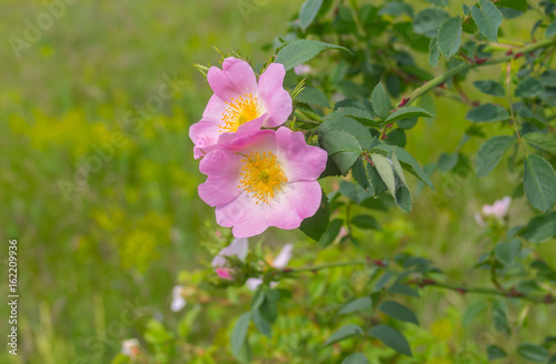 Branch of wild dog-rose in time of blossoming at early summer season