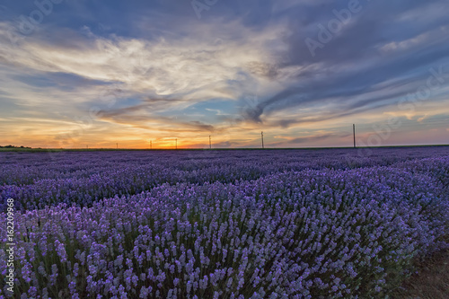 Beautiful landscape of lavender fields at sunset with dramatic sky