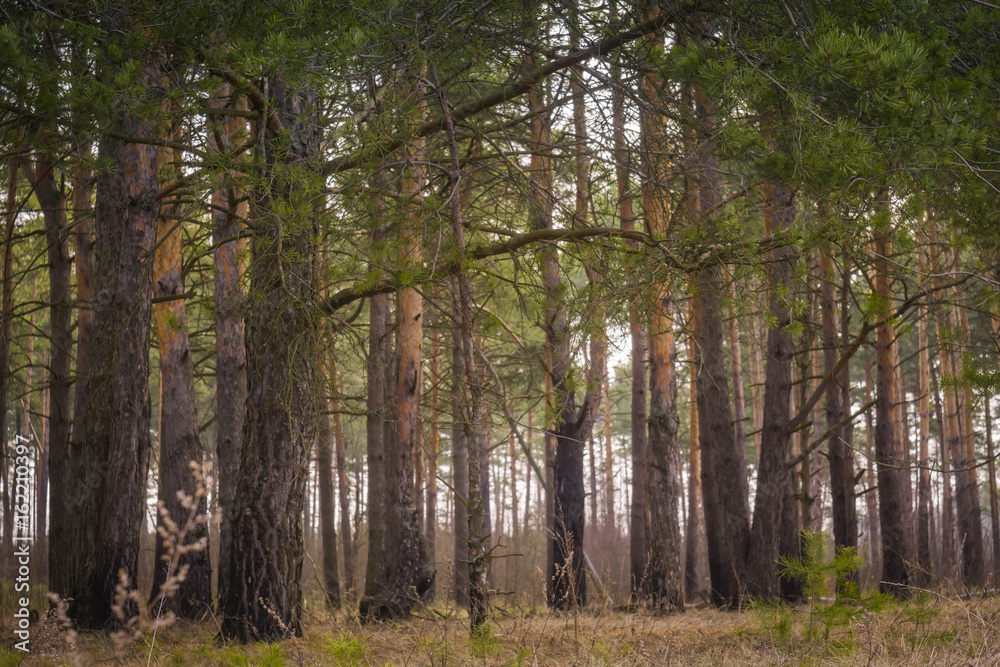 Morning Pine Forest Morning Pine Forest