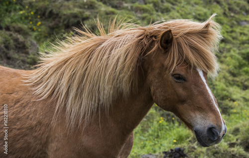 Icelandic Horse with Manes © Daan