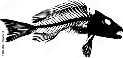 Gray Mangrove Snapper Fish Silhouette