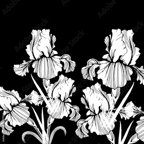 Fototapeta Naklejka Na Ścianę i Meble -  flower, iris, nature, floral, plant, vector, summer, spring, design, illustration