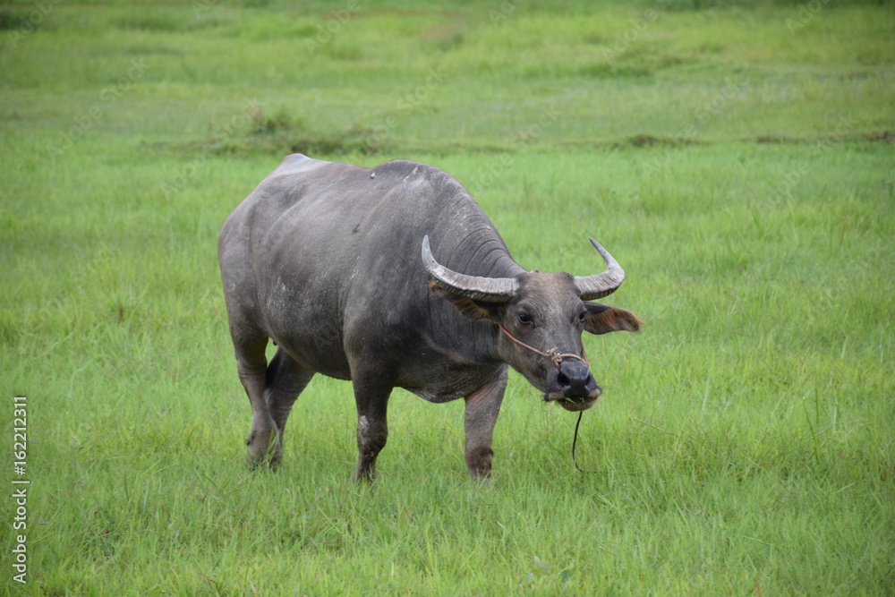 Thai buffalo eating on the grass field. Thai buffalo eating on the grass field.
