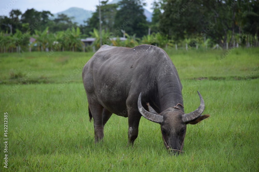 Thai buffalo eating on the grass field. Thai buffalo eating on the grass field.