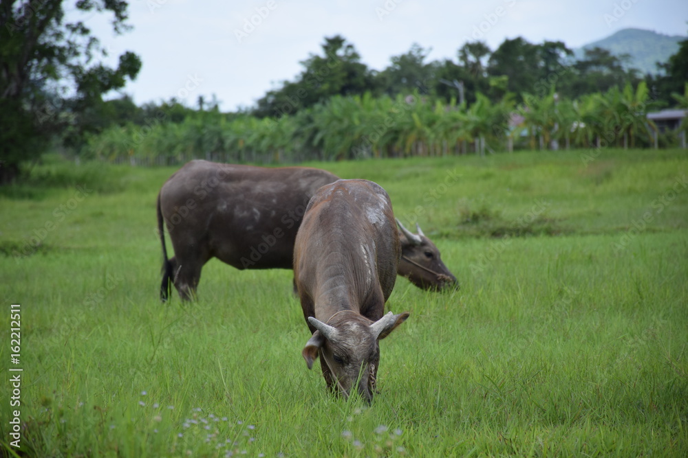 Thai buffalo eating on the grass field. Thai buffalo eating on the grass field.