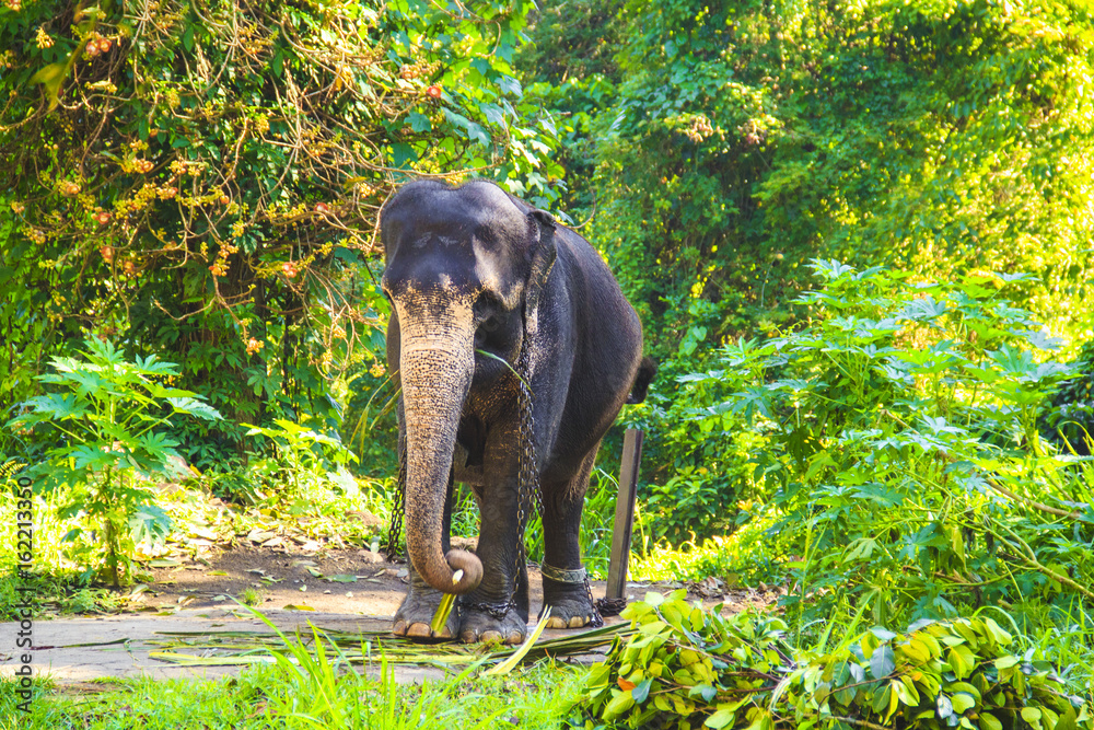 Fototapeta premium Two riders on an elephant on a walk through a beautiful rainforest, Sri Lanka