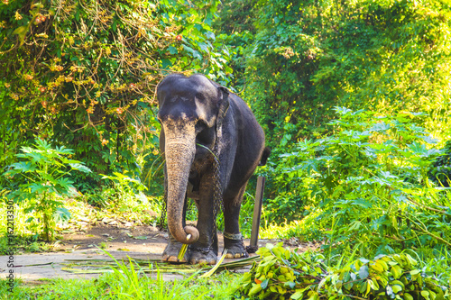 Two riders on an elephant on a walk through a beautiful rainforest, Sri Lanka
