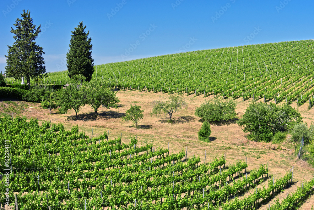 Vineyards near the city of San Gimignano, Tuscany, Italy