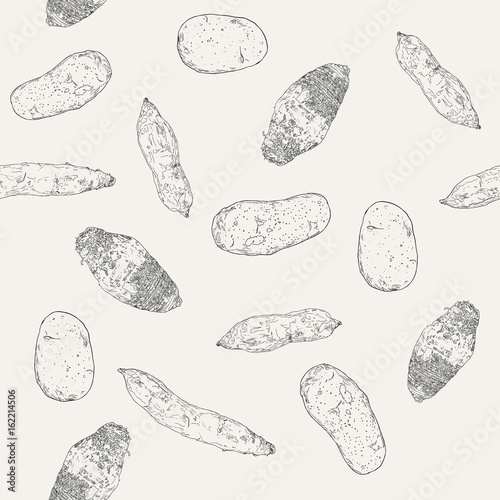 hand drawn sketch taro, sweet potatoes and potato , seamless pattern vector.