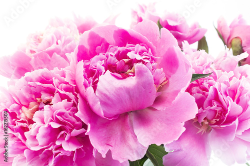 Fototapeta Naklejka Na Ścianę i Meble -  Pink Peonies