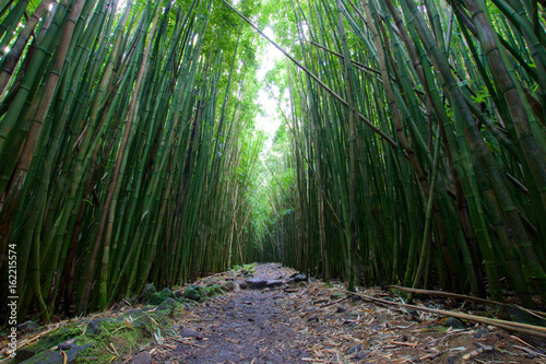 Bamboo Forest along Pipiwai Trail on the Hawaiian island of Maui 