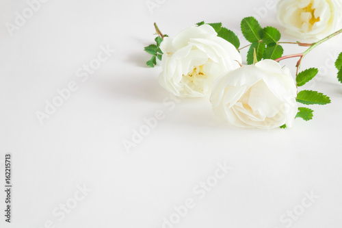White roses on the white background. Fresh flowers. Greeting card.