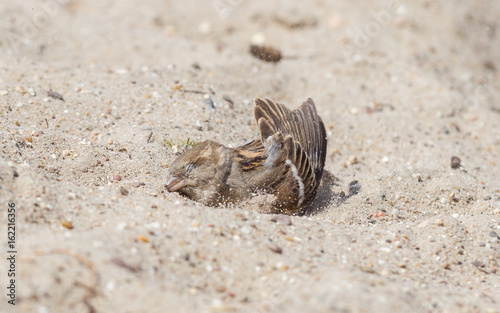 Sparrow washing in sand