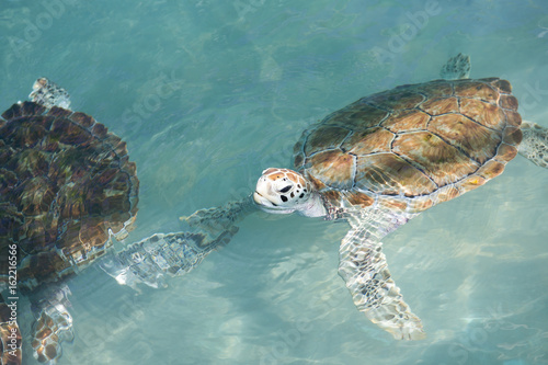 Sea turtle swimming. Closeup shot.