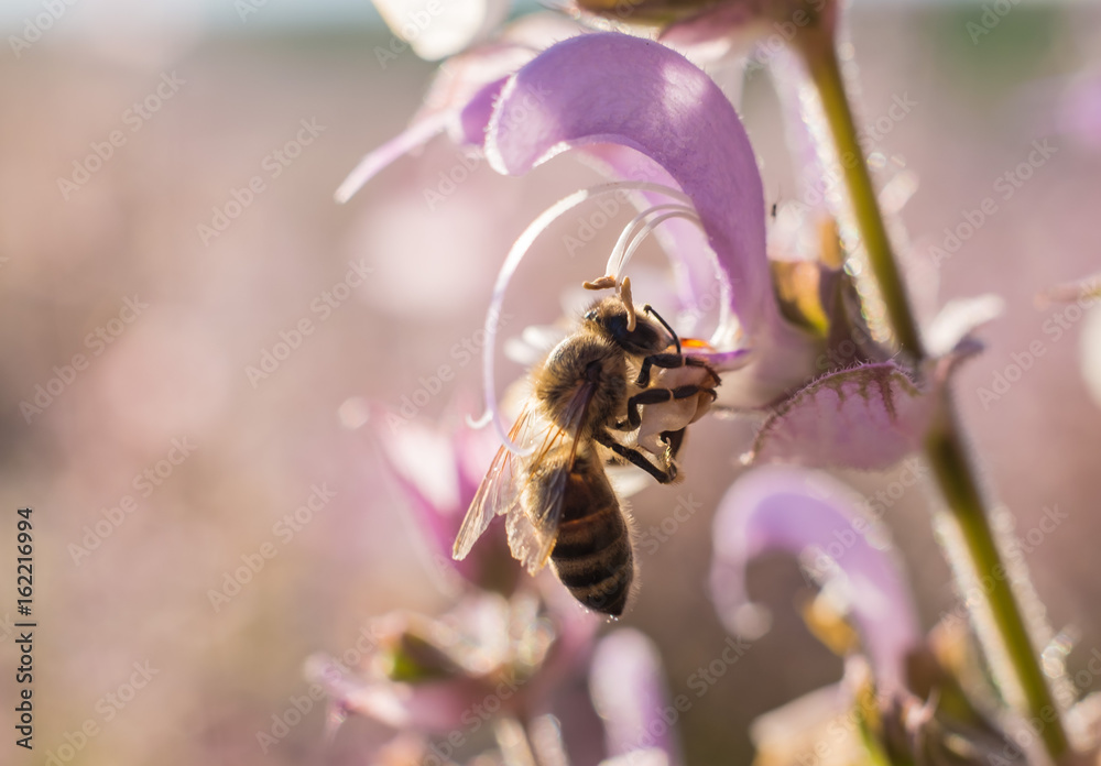Une abeille sur la fleure de sauge sclarée.
