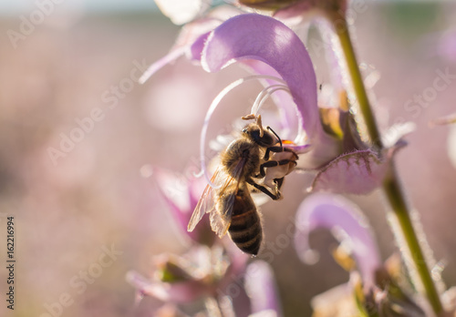 Une abeille sur  la fleure de sauge sclarée. photo