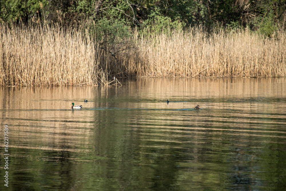 Wild ducks on the river