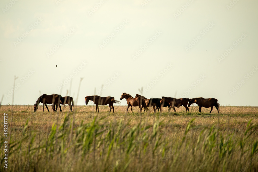 Obraz premium A herd of wild horses