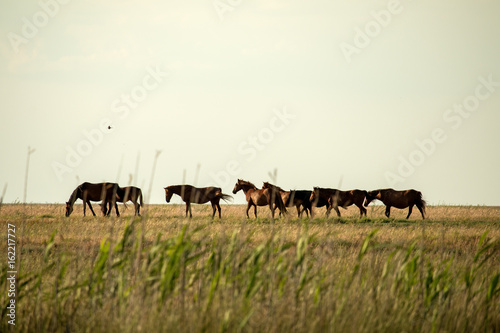 A herd of wild horses