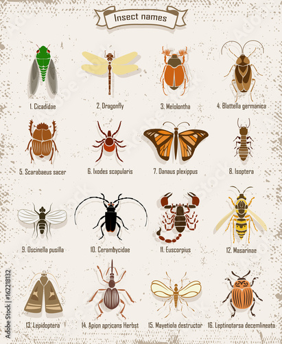 Colorful Insects Icons Set
