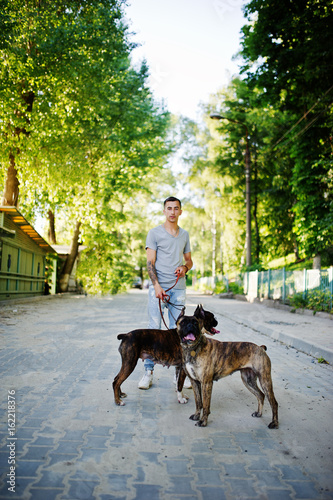 Man with two dogs pit bull terrier on a walk.
