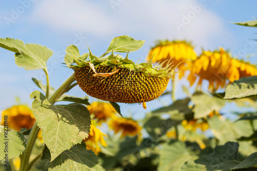 Sunflower with the sky.