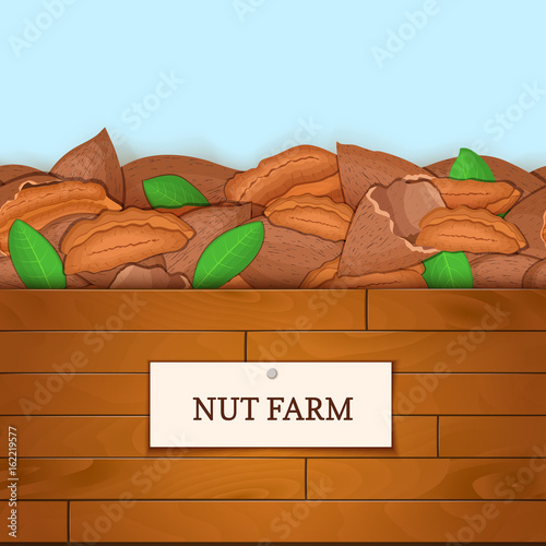 Wooden box with pecan nuts. Vector illustration. Boards wood background, border with walnut fruit and label. For the design of packaging, food breakfast, detox diet, vegan, cosmetics oil.