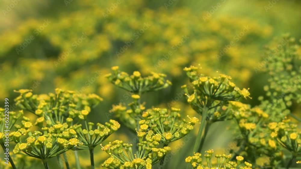 Organic garden dill yellow crown flower, selective focus Organic garden dill yellow crown flower, selective focus