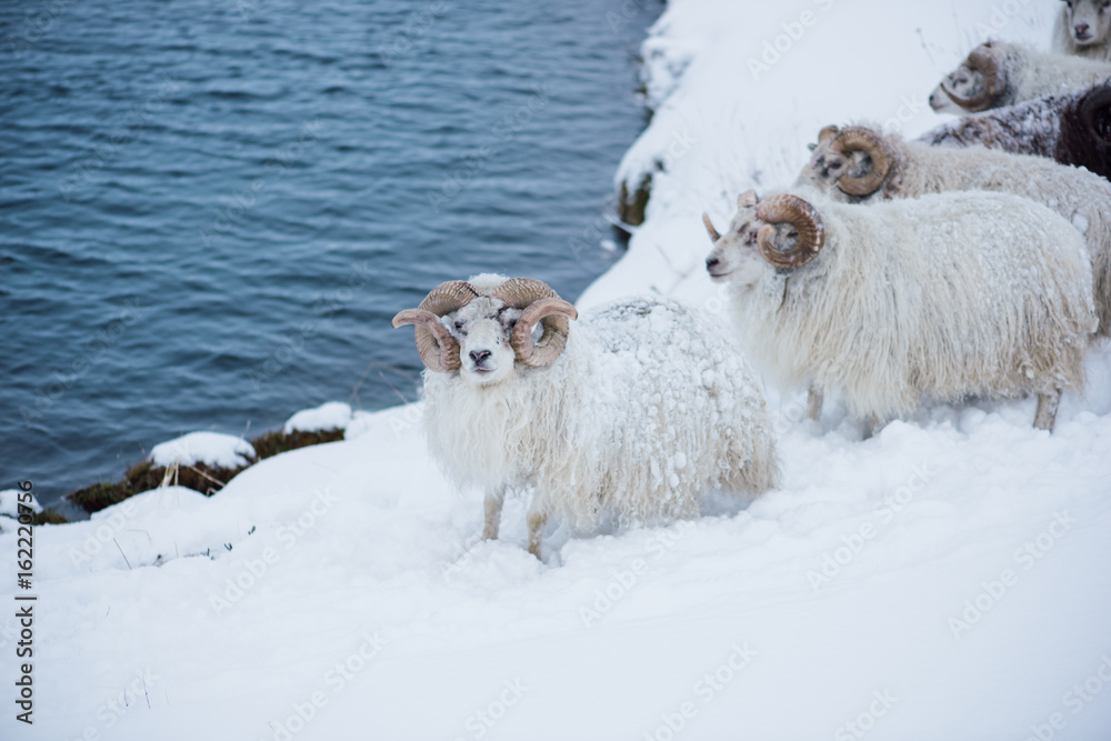 Naklejka premium Adorable little furry sheep roaming free in Icelandic winter field by the river