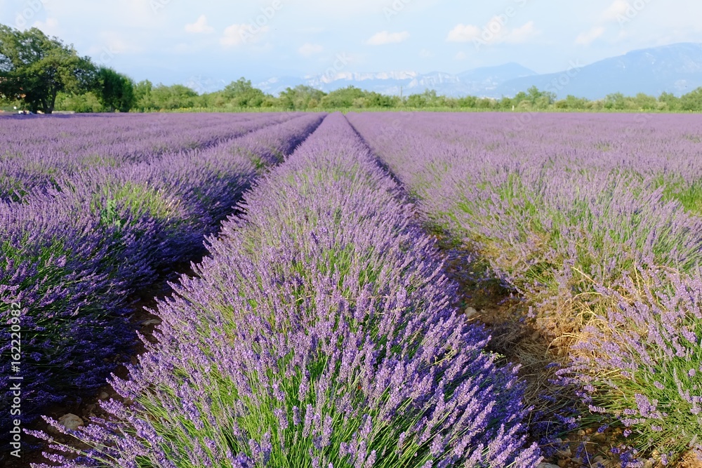 Fototapeta premium Lavender Fields, France