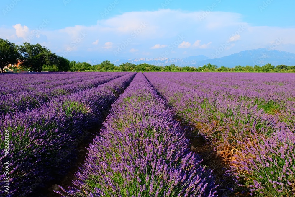 Fototapeta premium Lavender Fields, France