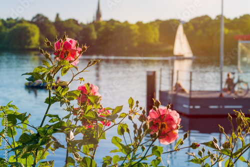 Rose in front of Alster on evening light with white sailboat and pier in background. Chilling atmosphere in Hamburg on weekend photo