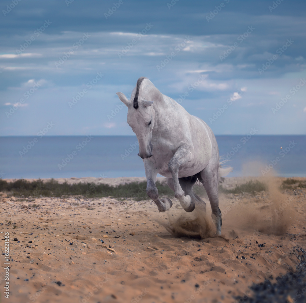 Fototapeta premium White horse jumps on the beach on the sea and clougs background
