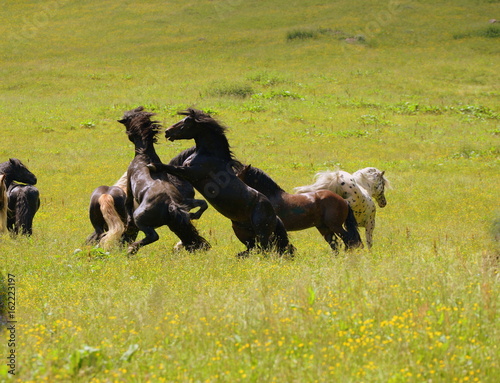 simply wild  stallions fighting for the leadership in the wilderness