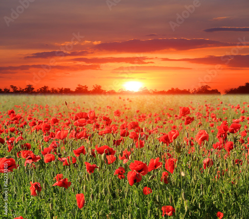 red poppy meadow © Pavlo Klymenko
