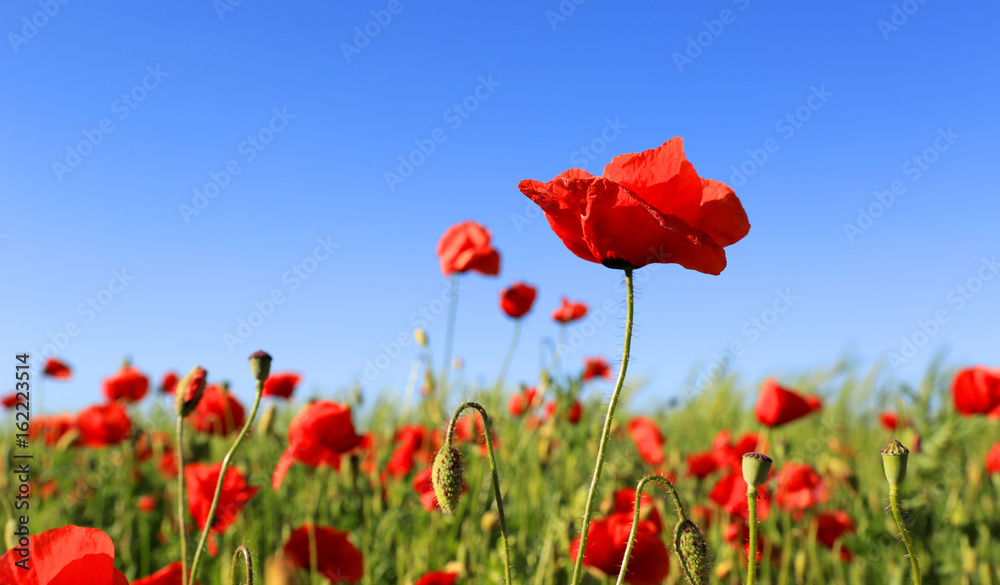 Obraz premium wild red poppy flowers
