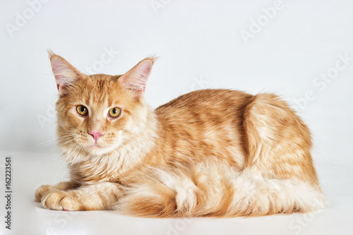 Redhead striped cat maine coon looks