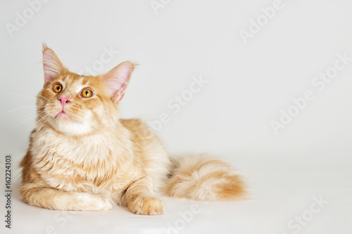 Redhead striped cat maine coon looks