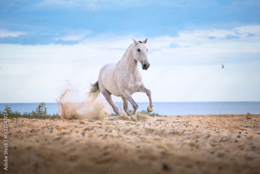 Obraz premium Biały koń biegnie na plaży na tle morza i clougs