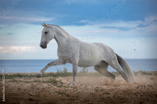 Fototapeta Naklejka Na Ścianę i Meble -  White horse runs on the beach on the sea and clougs background