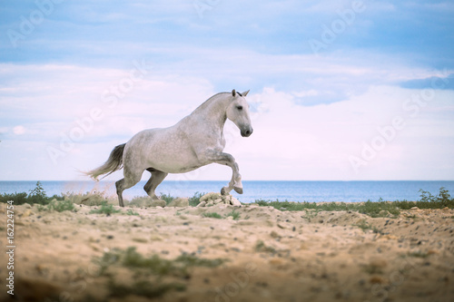 White horse runs on the beach on the sea and clougs background © ashva