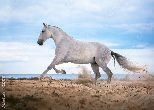 White horse galloping on the beach on the sea and clougs background