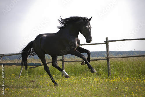 Fototapeta Naklejka Na Ścianę i Meble -  Black horse run on the green grass and green trees background in the paddock