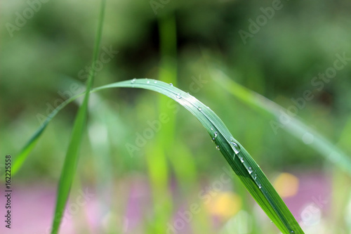 Green grass with small dpop of water on sun