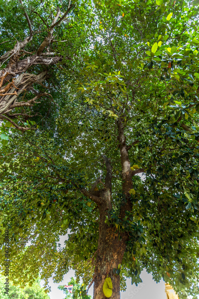 Fototapeta premium Mangrovenbaum