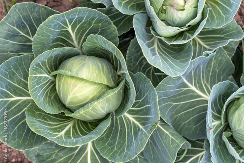 Fotografie, Tablou Background of young green cabbage