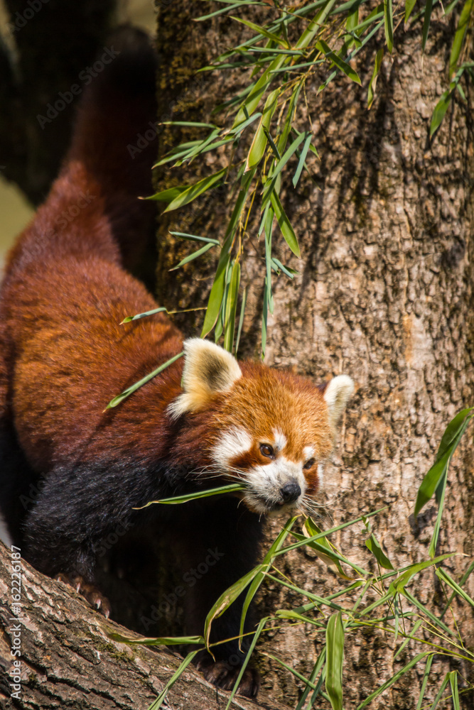 Red Panda Walking on Tree Trunk Eating Bamboo Leafs, China Red Panda Walking on Tree Trunk Eating Bamboo Leafs, China